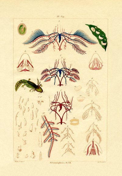 Metamorphosis by French School